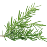 Rosemary